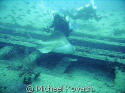 Divers petting the Southern Atlantic Ray on the Sea Emperor by Michael Kovach 